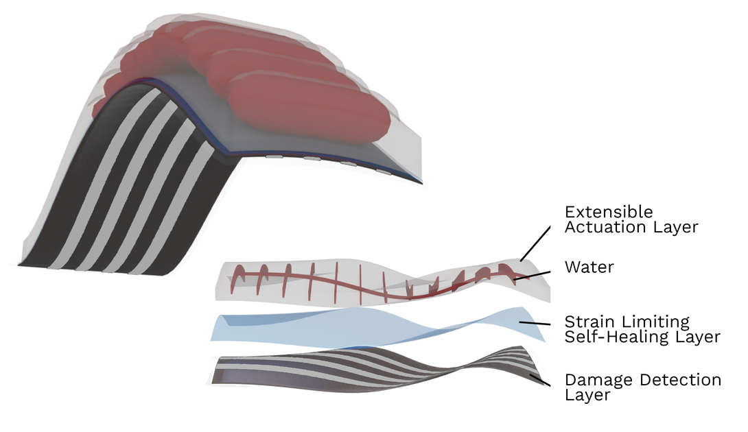 The multi-layer architecture of the team’s intelligent, self-healing artificial muscle. The top layer is the actuation layer, which is pressurized with water to start the muscle’s motion. The middle layer is a stiff, self-healing thermoplastic elastomer. The bottom “skin” layer detects damage via networks formed between the monitoring traces shown in gray. The skin layer is composed of liquid metal microdroplets embedded in a silicone elastomer.