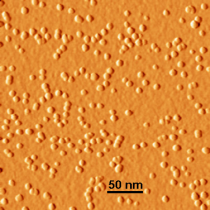 AFM image of sub-10nm FE clusters